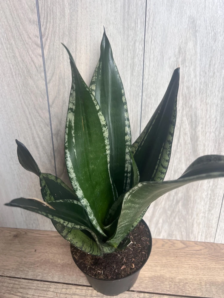 Sansevieria Whitney, Sansevieria Silver Flame, in 6" Inches pot, Mother in law - Image 1