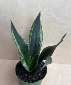 Sansevieria Whitney, Sansevieria Silver Flame, in 6