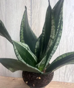 Sansevieria Whitney, Sansevieria Silver Flame, in 6