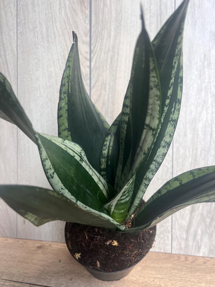 Sansevieria Whitney, Sansevieria Silver Flame, in 6" Inches pot, Mother in law - Image 4