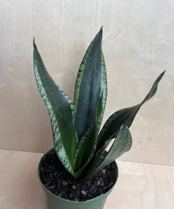 Sansevieria Whitney, Sansevieria Silver Flame, in 6
