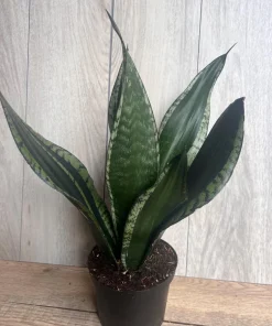 Sansevieria Whitney, Sansevieria Silver Flame, in 6