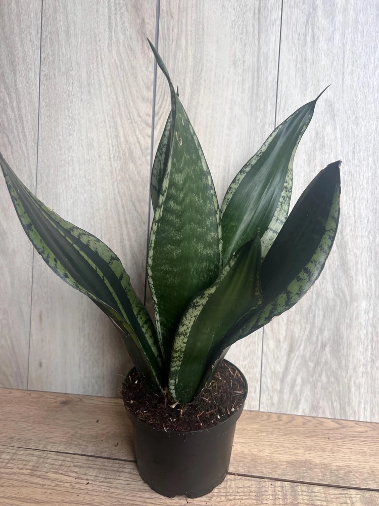 Sansevieria Whitney, Sansevieria Silver Flame, in 6" Inches pot, Mother in law - Image 5
