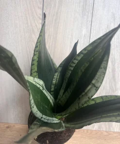 Sansevieria Whitney, Sansevieria Silver Flame, in 6
