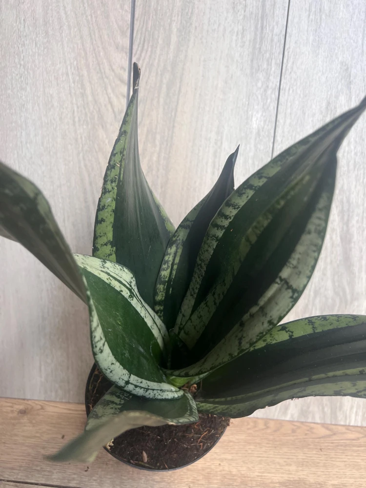 Sansevieria Whitney, Sansevieria Silver Flame, in 6" Inches pot, Mother in law - Image 6