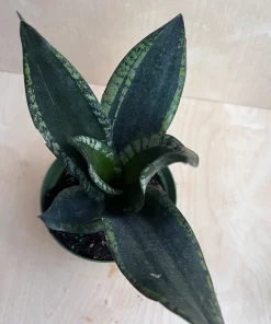 Sansevieria Whitney, Sansevieria Silver Flame, in 6