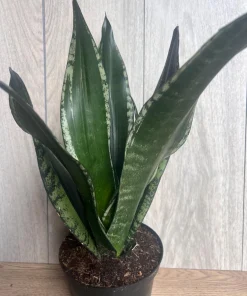 Sansevieria Whitney, Sansevieria Silver Flame, in 6