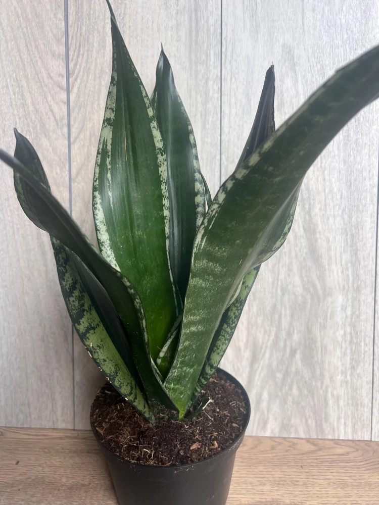 Sansevieria Whitney, Sansevieria Silver Flame, in 6" Inches pot, Mother in law - Image 7