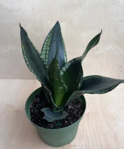 Sansevieria Whitney, Sansevieria Silver Flame, in 6