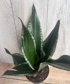 Sansevieria Whitney, Sansevieria Silver Flame, in 6