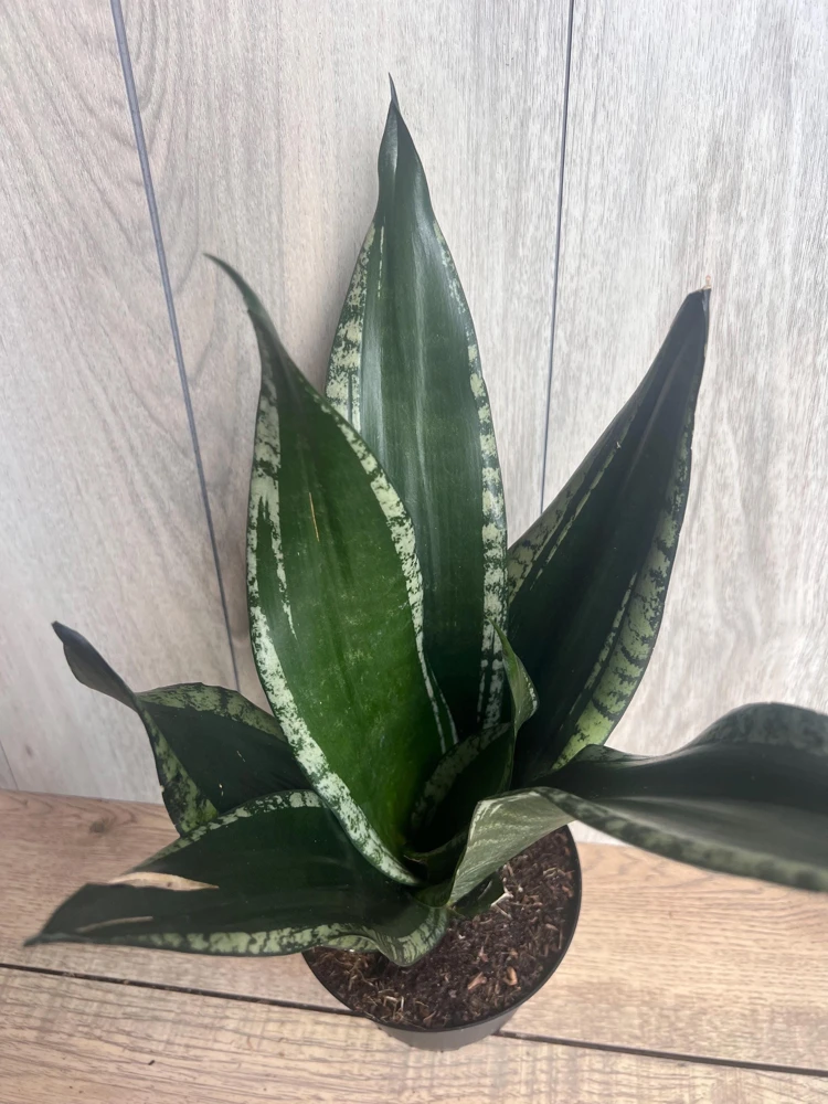 Sansevieria Whitney, Sansevieria Silver Flame, in 6" Inches pot, Mother in law - Image 8