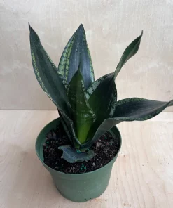 Sansevieria Whitney, Sansevieria Silver Flame, in 6