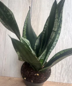 Sansevieria Whitney, Sansevieria Silver Flame, in 6