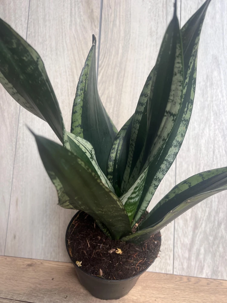 Sansevieria Whitney, Sansevieria Silver Flame, in 6" Inches pot, Mother in law - Image 9