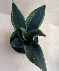Sansevieria Whitney, Sansevieria Silver Flame, in 6