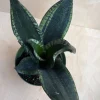 Sansevieria Whitney, Sansevieria Silver Flame, in 6" Inches pot, Mother in law - Image 1