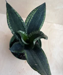 Sansevieria Whitney, Sansevieria Silver Flame, in 6