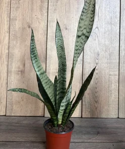 Sansevieria Zeylanica, in 4