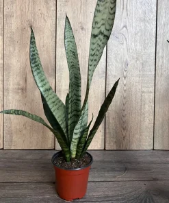 Sansevieria Zeylanica, in 4