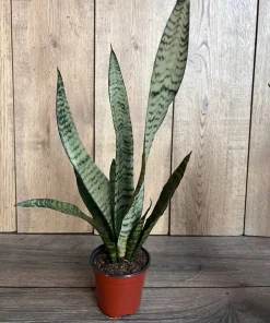 Sansevieria Zeylanica, in 4