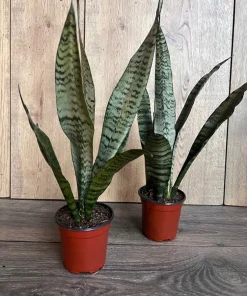 Sansevieria Zeylanica, in 4