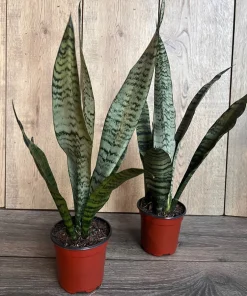 Sansevieria Zeylanica, in 4