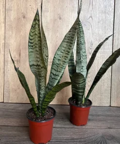 Sansevieria Zeylanica, in 4
