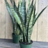Sansevieria Zeylanica, in 4"pot, snake plant - Image 1