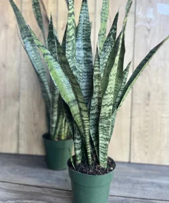 Sansevieria Zeylanica, in 4