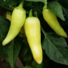 Santa Fe Grande Pepper Seeds - Sweet & Mildly Hot - 30 Seed Pack - Image 1
