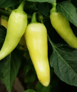 Santa Fe Grande Pepper Seeds - Sweet & Mildly Hot - 30 Seed Pack - Image 1