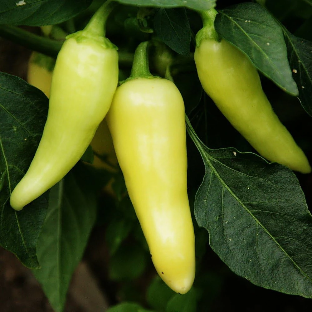 Santa Fe Grande Pepper Seeds - Sweet & Mildly Hot - 30 Seed Pack - Image 1