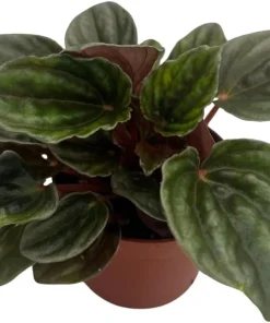 Santiago Peperomia Live Plant - Peperomia Caperata - 2.5" Pot - Houseplant - Image 2