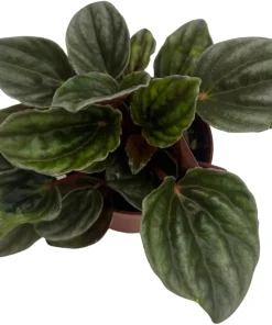 Santiago Peperomia Live Plant - Peperomia Caperata - 2.5