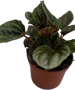 Santiago Peperomia Live Plant - Peperomia Caperata - 2.5