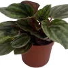 Santiago Peperomia Live Plant - Peperomia Caperata - 2.5" Pot - Houseplant - Image 1