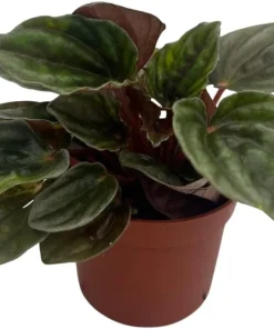 Santiago Peperomia Live Plant - Peperomia Caperata - 2.5