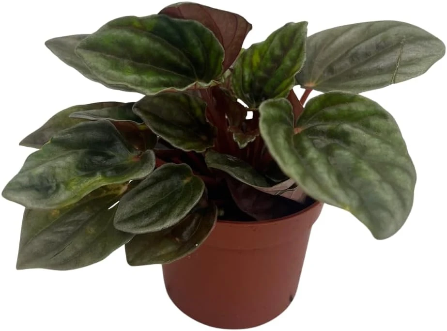 Santiago Peperomia Live Plant - Peperomia Caperata - 2.5" Pot - Houseplant - Image 1