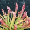 Sarracenia Scarlet Belle Carnivorous Pitcher Plant – Live Plant – 2.5" Pot - Image 1