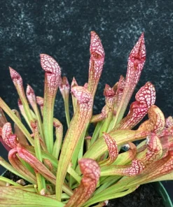 Sarracenia Scarlet Belle Carnivorous Pitcher Plant – Live Plant – 2.5