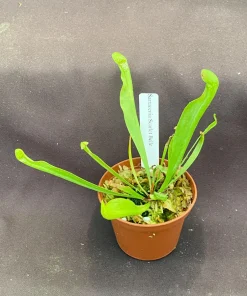 Sarracenia Scarlet Belle Carnivorous Pitcher Plant – Live Plant – 2.5