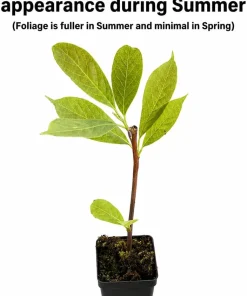 Saucer Magnolia Live Plant - 2-Pack, 6-12" Tall Shrubs in 2.5" Pots, Outdoor - Image 2