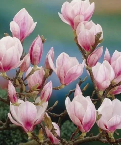 Saucer Magnolia Live Plant - 2-Pack, 6-12