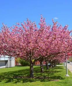 Saucer Magnolia Live Plant - 2-Pack, 6-12