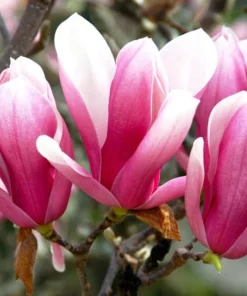 Saucer Magnolia Live Plant - 2-Pack, 6-12
