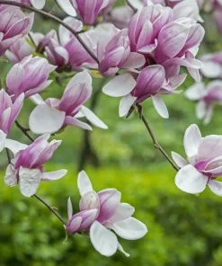 Saucer Magnolia Live Plant - 2-Pack, 6-12