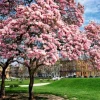 Saucer Magnolia Live Plant - 2-Pack, 6-12" Tall Shrubs in 2.5" Pots, Outdoor - Image 1