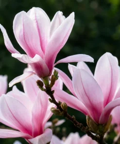Saucer Magnolia Live Plant – Fragrant Pink/White Flowers, 5-10 Inch Tall, 2.5 Inch Pot - Image 3