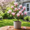 Saucer Magnolia Live Plant – Fragrant Pink/White Flowers, 5-10 Inch Tall, 2.5 Inch Pot - Image 1