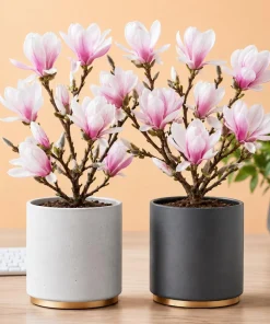 Saucer Magnolia Live Plant – Fragrant Pink/White Flowers, 5-10 Inch Tall, 2.5 Inch Pot - Image 4
